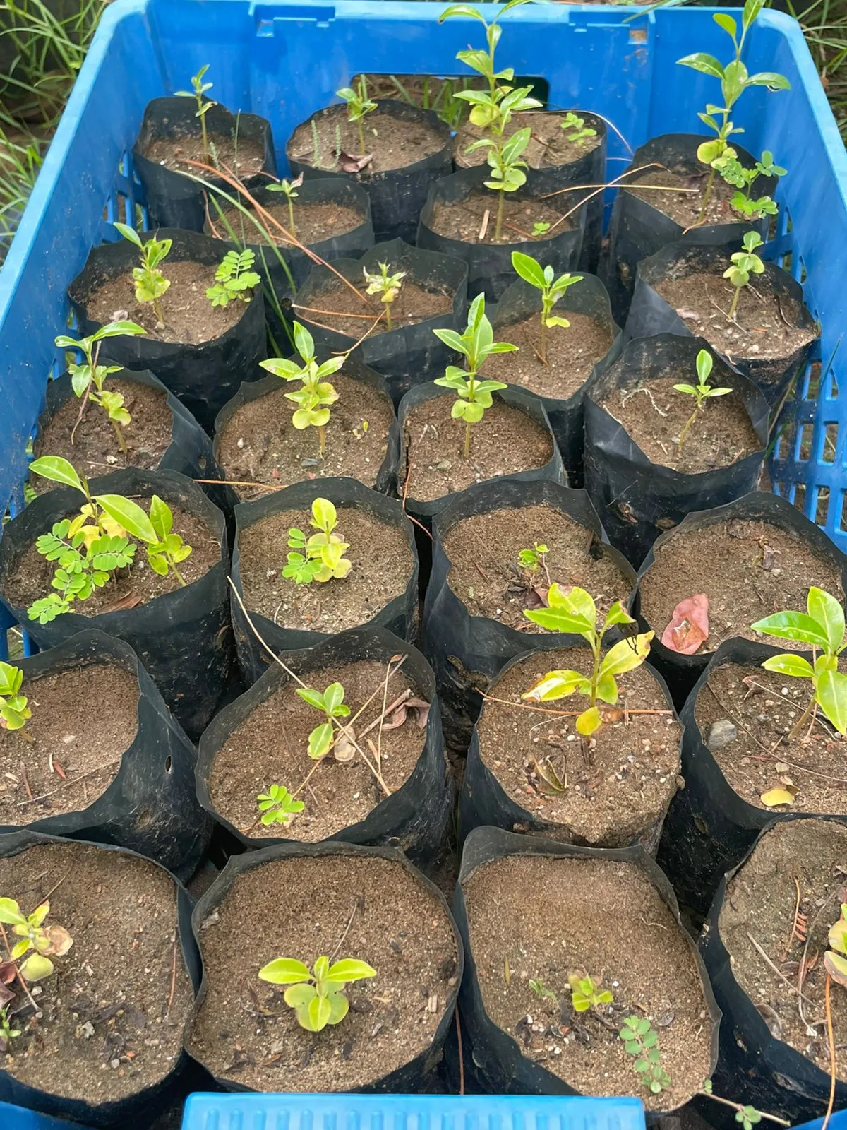 بذور شجرة تابوبيا الوردية ( Tabebuia rosea ) للبيع