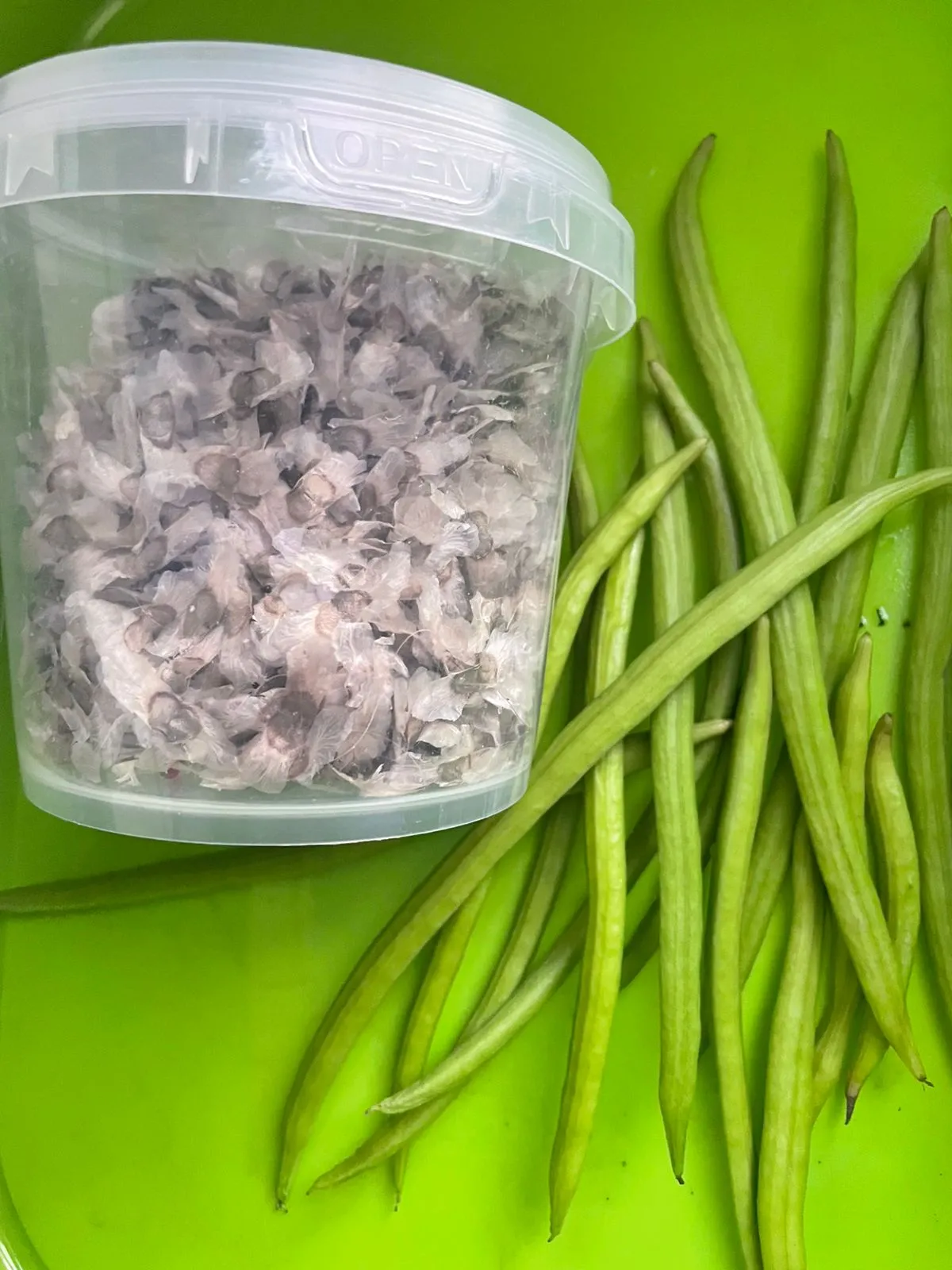 بذور شجرة تابوبيا الوردية ( Tabebuia rosea ) للبيع